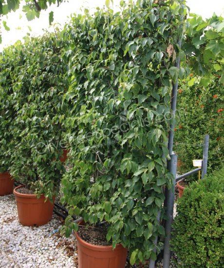 Cornus kousa 'China Girl' espalier