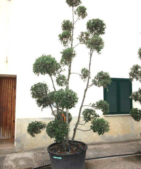 Quercus ilex pom-pom Holm oak