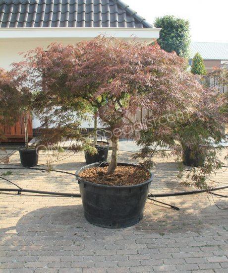 Acer palmatum dissectum 'Garnet' - Japanese Maple