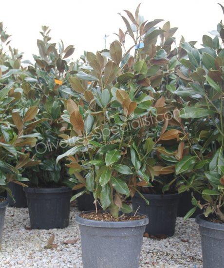 Magnolia grandiflora 'Gallisoniensis' - Evergreen tulip tree