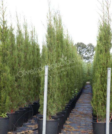 Cupressus sempervirens 'Pyramidalis' - Cipress