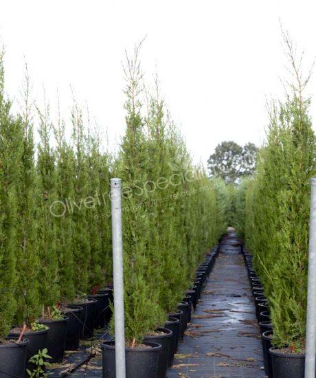 Buy an Cupressus sempervirens 'Pyramidalis' - Cipress