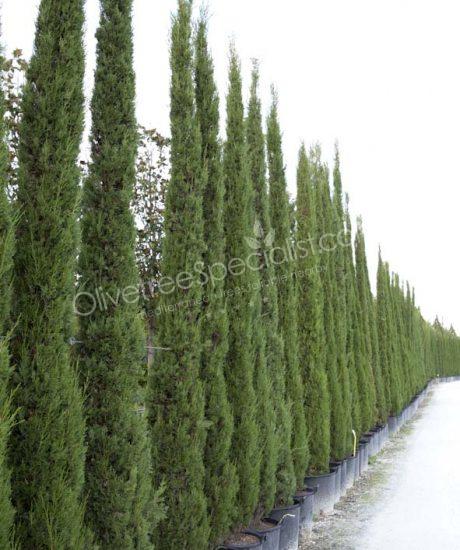 Toscan Cupressus sempervirens 'Pyramidalis' - Cipress