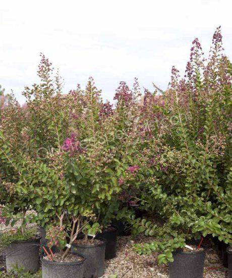 Lagerstroemia indica Bush shape Crepe myrtle