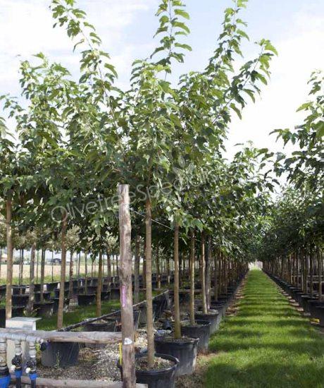 Buy a Morus platanifolia 'Fruitless' White mulberry tree