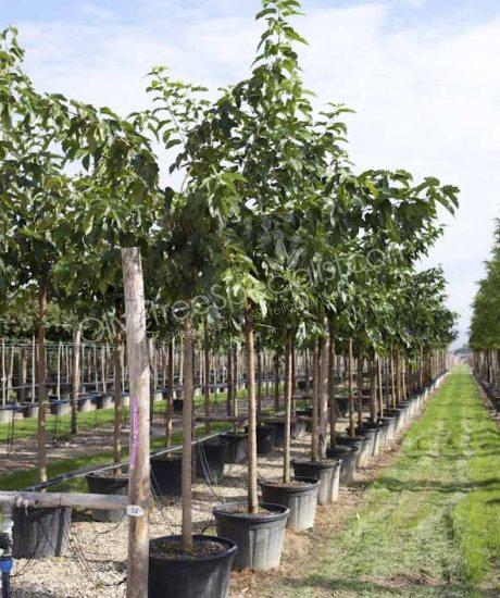 Buy a high stem Morus platanifolia 'Fruitless' White mulberry tree