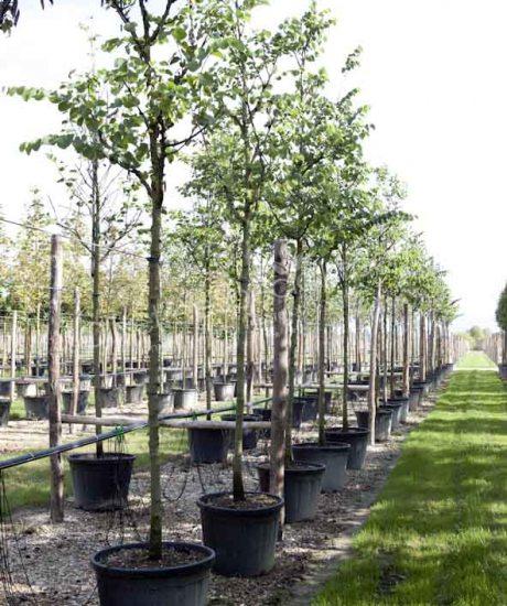 Cercis siliquastrum Judas tree high stem