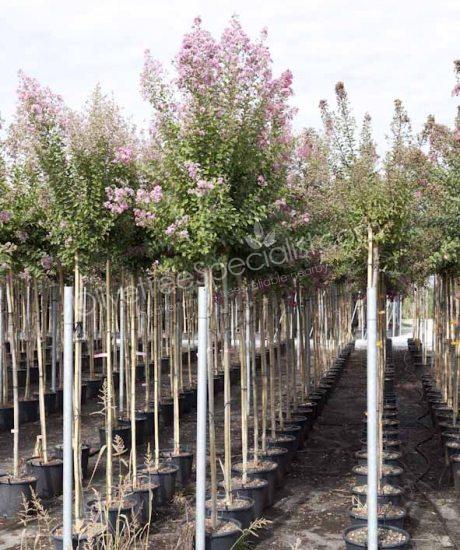 Lagerstroemia indica high stem Crepe myrtle