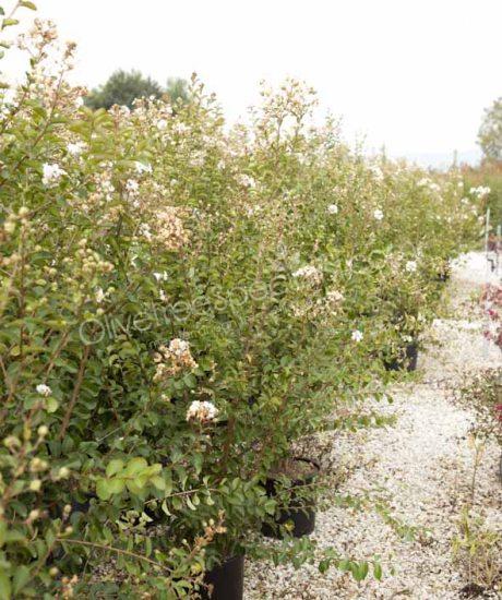 Lagerstroemia indica Bush shape Crepe myrtle