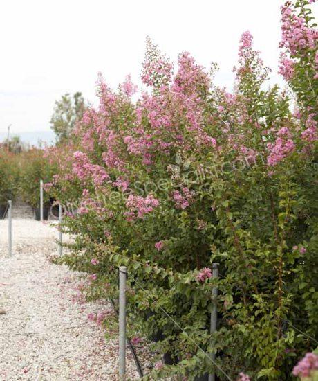 Lagerstroemia indica Bush shape Crepe myrtle