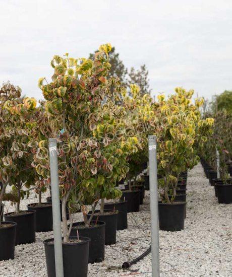 Cornus florida Bush shape Flowering dogwood