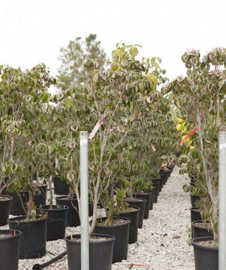 Cornus florida Bush shape Flowering dogwood