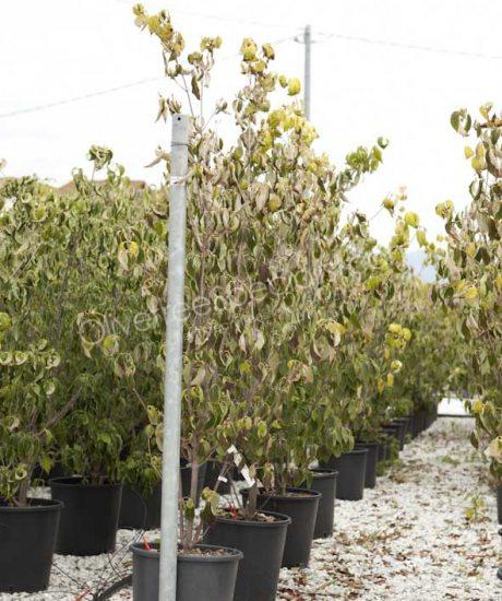 Cornus kousa 'China Girl' bush shape 