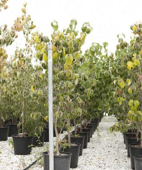 Cornus florida Bush shape Flowering dogwood