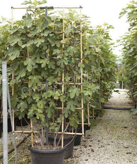 Fig tree 'Forma Toscana' - Ficus carica - Pleached