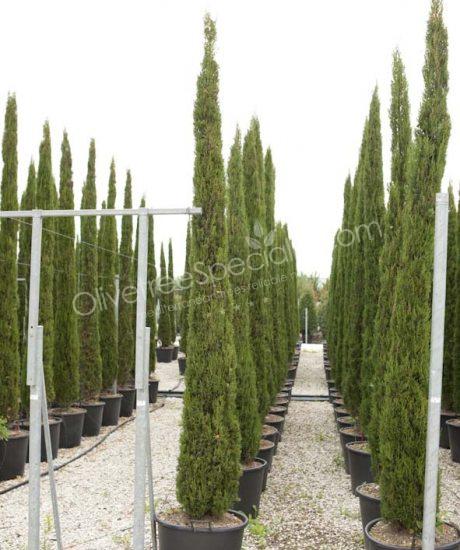 Cupressus sempervirens 'Pyramidalis' - Cipress