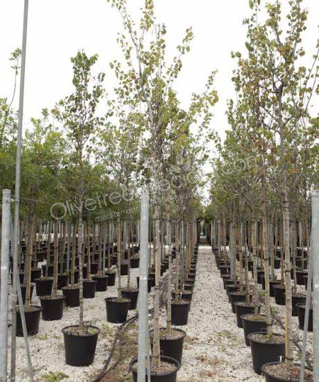 Cercis siliquastrum Judas tree high stem