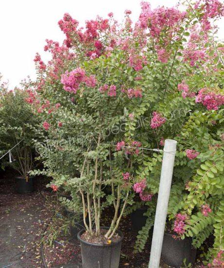 Lagerstroemia indica Bush shape Crepe myrtle