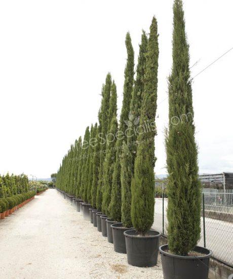 Buy an Cupressus sempervirens 'Pyramidalis' - Cipress