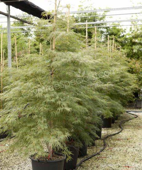 Acer palmatum dissectum 'Viride' -  Japanese Maple