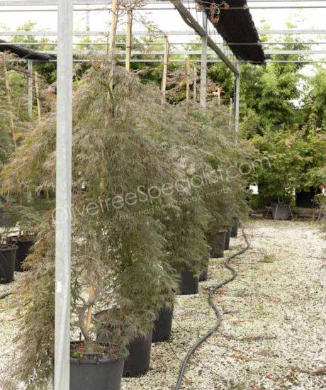 Acer palmatum dissectum 'Garnet' - Japanese Maple