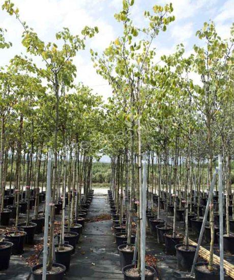 Cercis siliquastrum Judas tree high stem