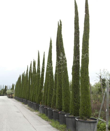 Toscan Cupressus sempervirens 'Pyramidalis' - Cipress