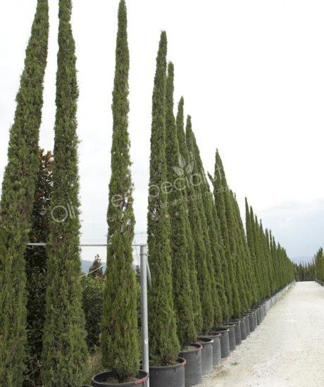 Cupressus sempervirens 'Pyramidalis' - Cipress