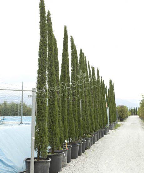 Cupressus sempervirens 'Pyramidalis' - Cipress