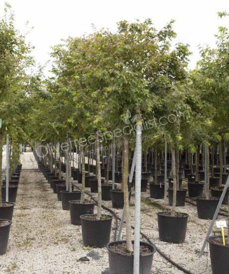 Acer palmatum 'Viride' - Japanese Maple