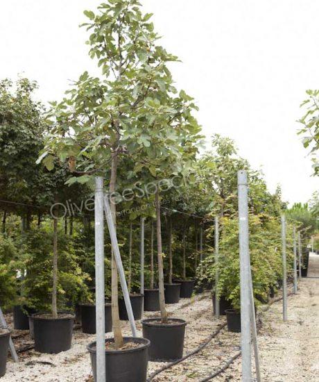 Fig tree - Ficus carica - high standard