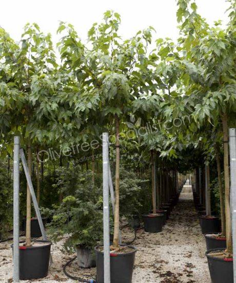 High stem Morus platanifolia 'Fruitless' White mulberry tree