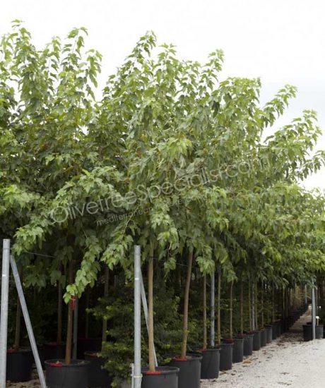 High stem Morus platanifolia 'Fruitless' White mulberry tree