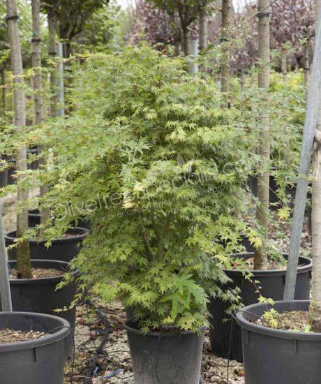 Acer palmatum 'Viride' - Japanese Maple