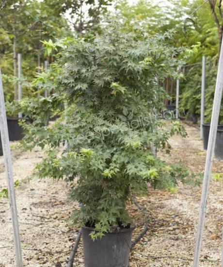 Acer palmatum 'Viride' - Japanese Maple