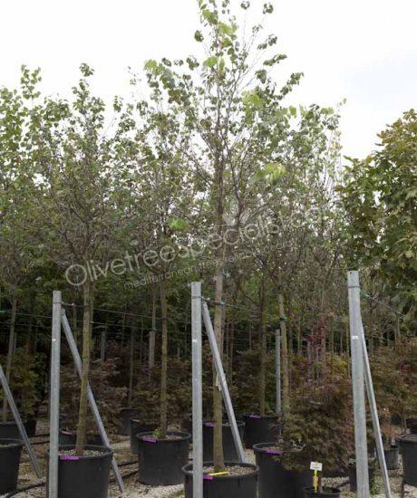 Cercis siliquastrum Judas tree high stem