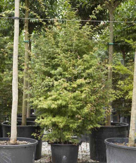 Acer palmatum 'Viride' - Japanese Maple