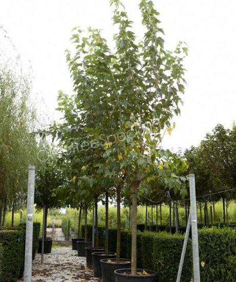 Buy a Morus platanifolia 'Fruitless' White mulberry tree