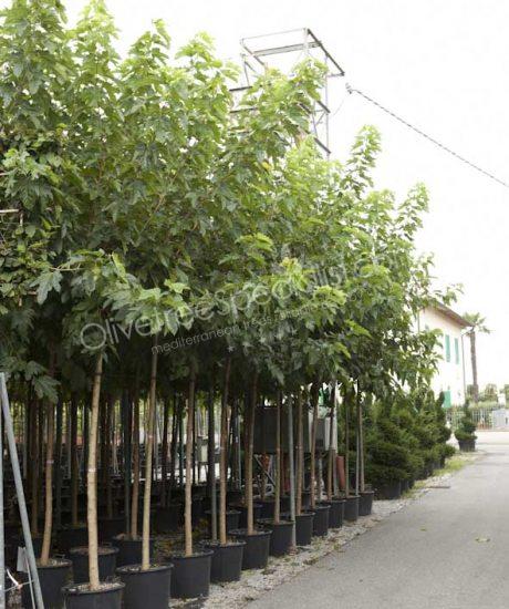 Buy a Morus platanifolia 'Fruitless' White mulberry tree