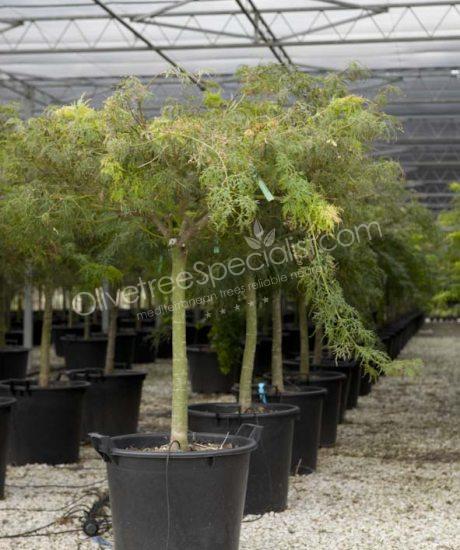 Acer palmatum dissectum 'Viride' - Japanese Maple