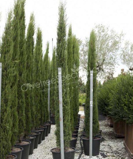 toscan Cupressus sempervirens 'Pyramidalis' - Cipress
