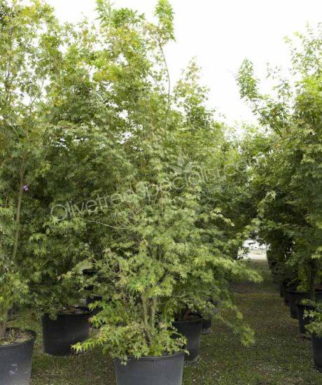 Acer palmatum 'Viride' - Japanese Maple