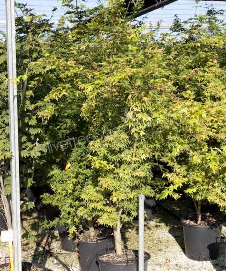 Acer palmatum 'Viride' - Japanese Maple