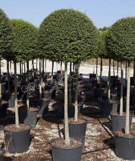 Buy a Ligustrum delavayanum Delavay privet tree
