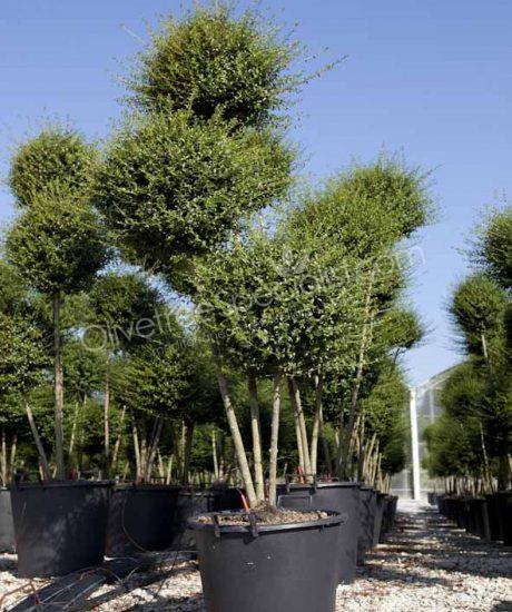 Buy a Ligustrum delavayanum Delavay privet tree