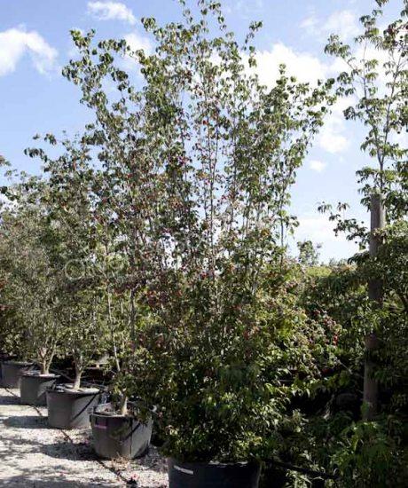 Cornus kousa 'China Girl' bush shape 