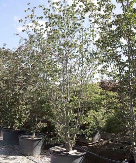 Cornus kousa 'China Girl' bush shape 