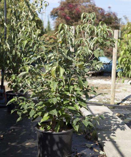 Cornus kousa 'China Girl' bush shape 
