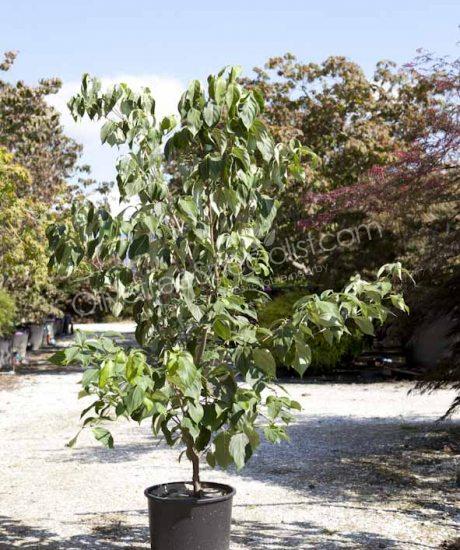 Cornus kousa 'China Girl' bush shape 