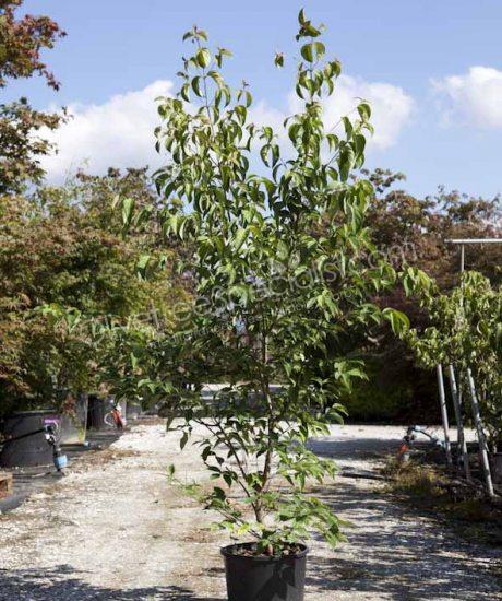 Cornus kousa 'China Girl' bush shape 